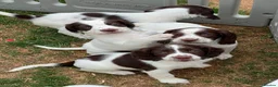English Springer Spaniel dogs for sale: HEALTH TESTED QUALITY ENGLISH SPRINGER SPANIELS  - Advert 22
