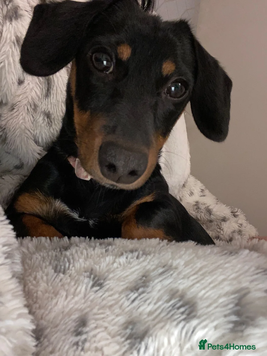 Jackshund dogs for sale: F2 generation miniature dachshund/Jack Russell  - Advert 2