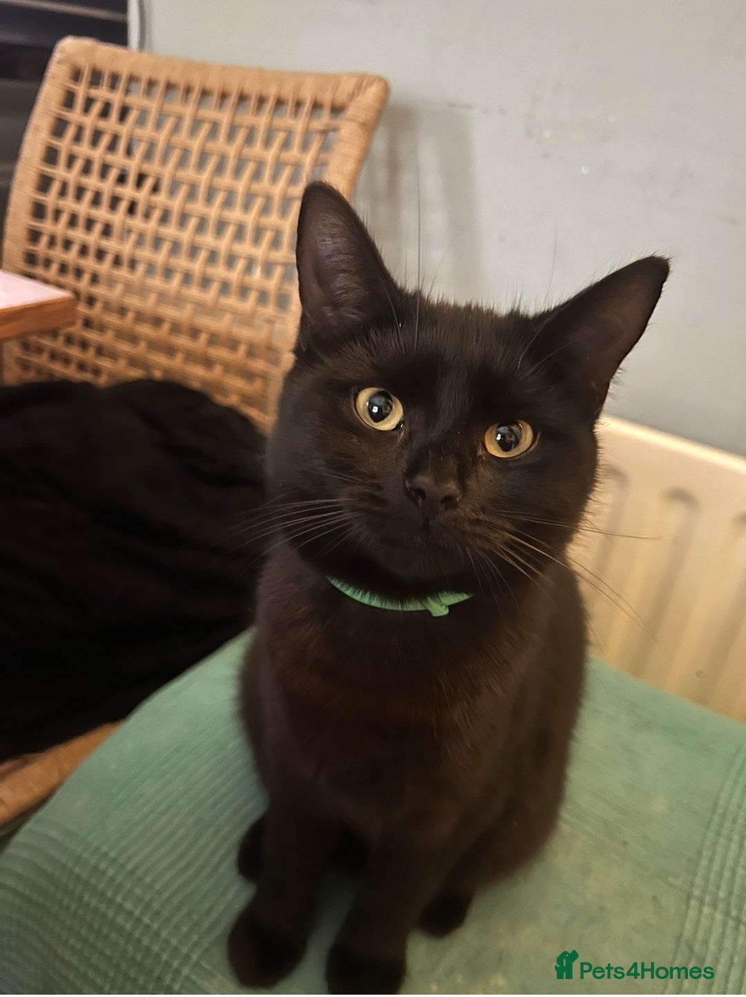 Mixed Breed cats for sale: Loving lucky black cats - Advert 13