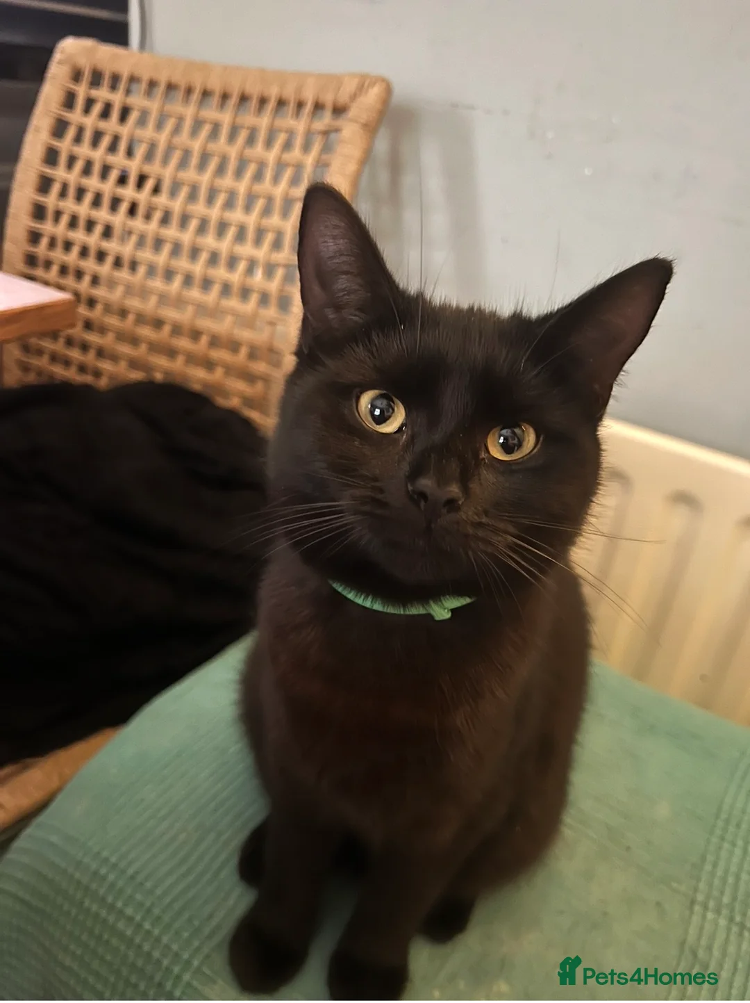 Mixed Breed cats for sale: Loving lucky black cats - Advert 13