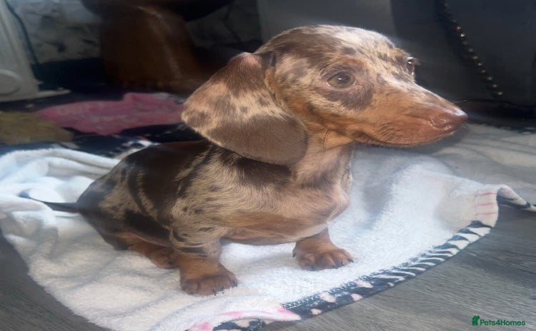 Dachshund dogs - Advert 1