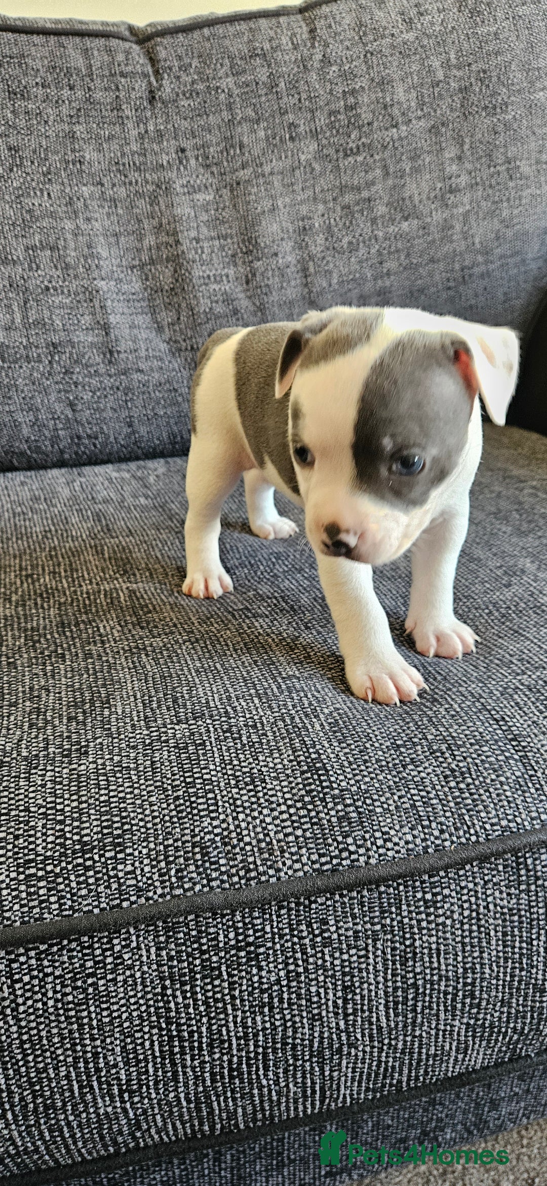Staffordshire Bull Terrier dogs for sale: Blue&white and white&blue staffie pups - Image 9