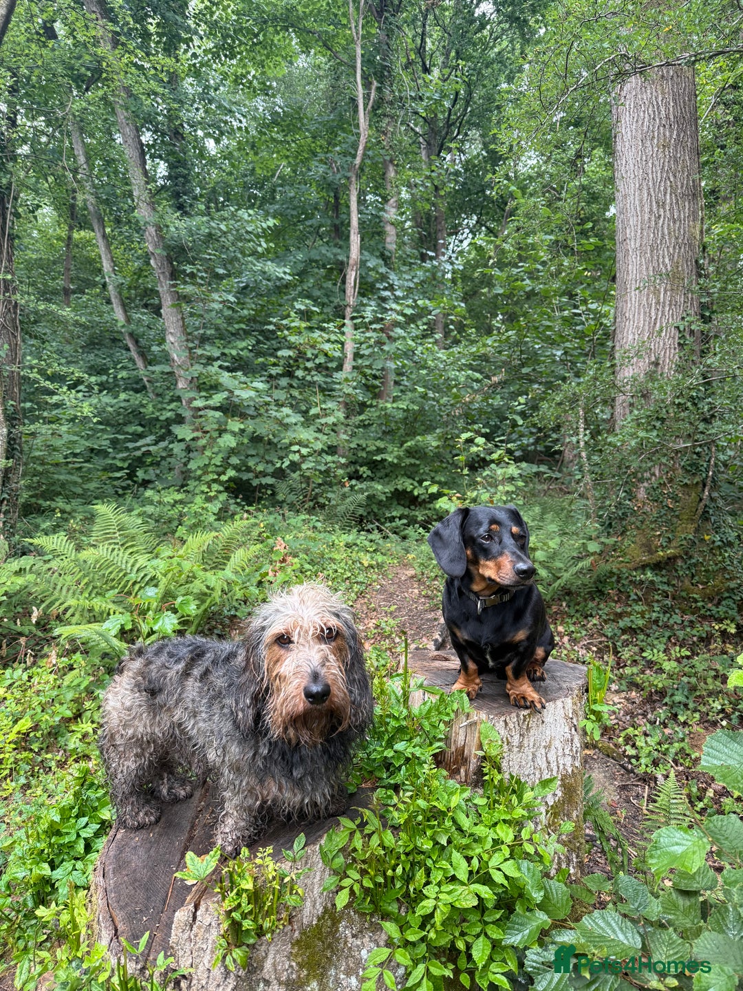 Dachshund dogs for sale: Dachshund  - Image 7