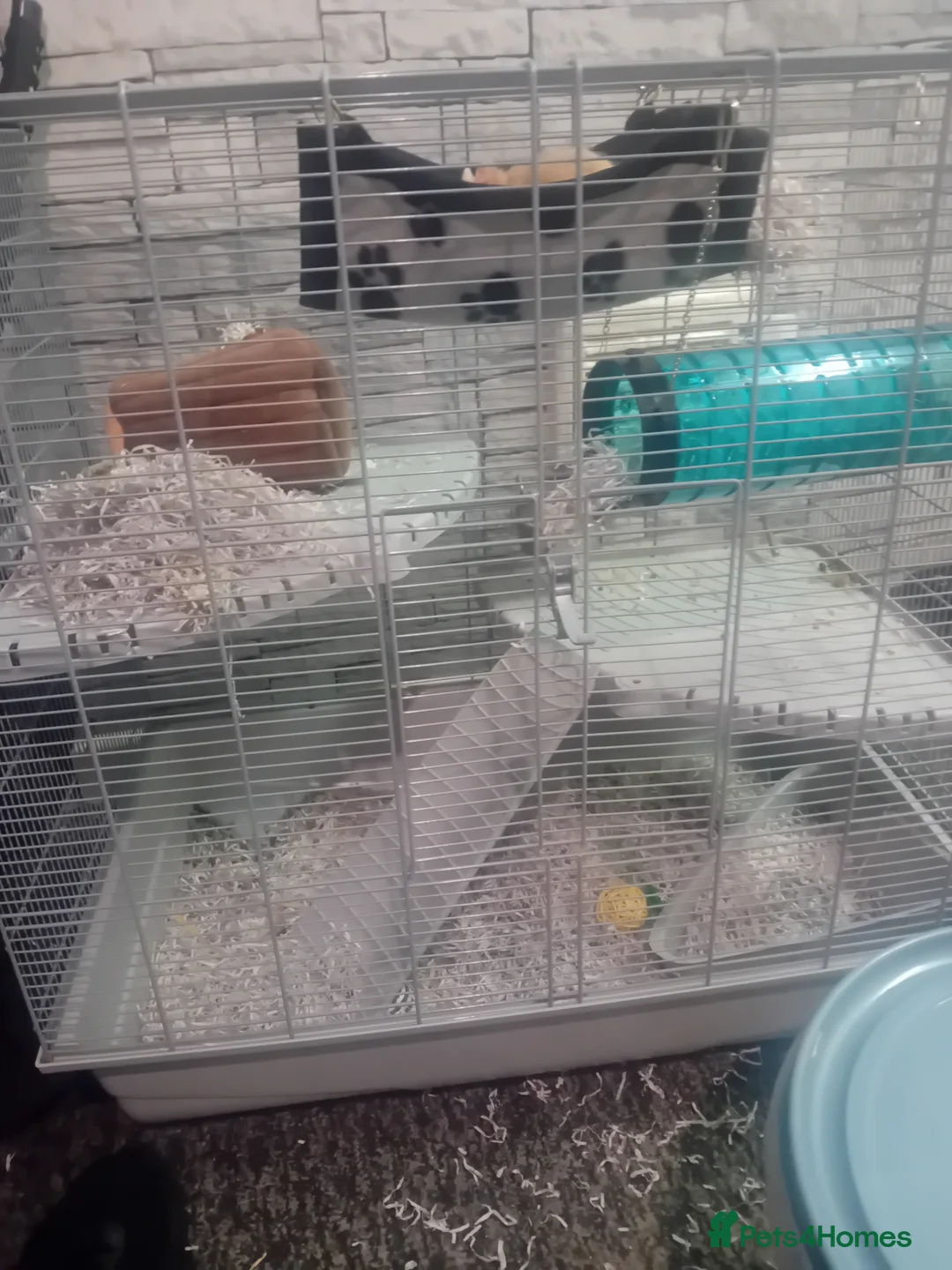 Rat rodents for sale: Pickle and pumpkin - Advert 2