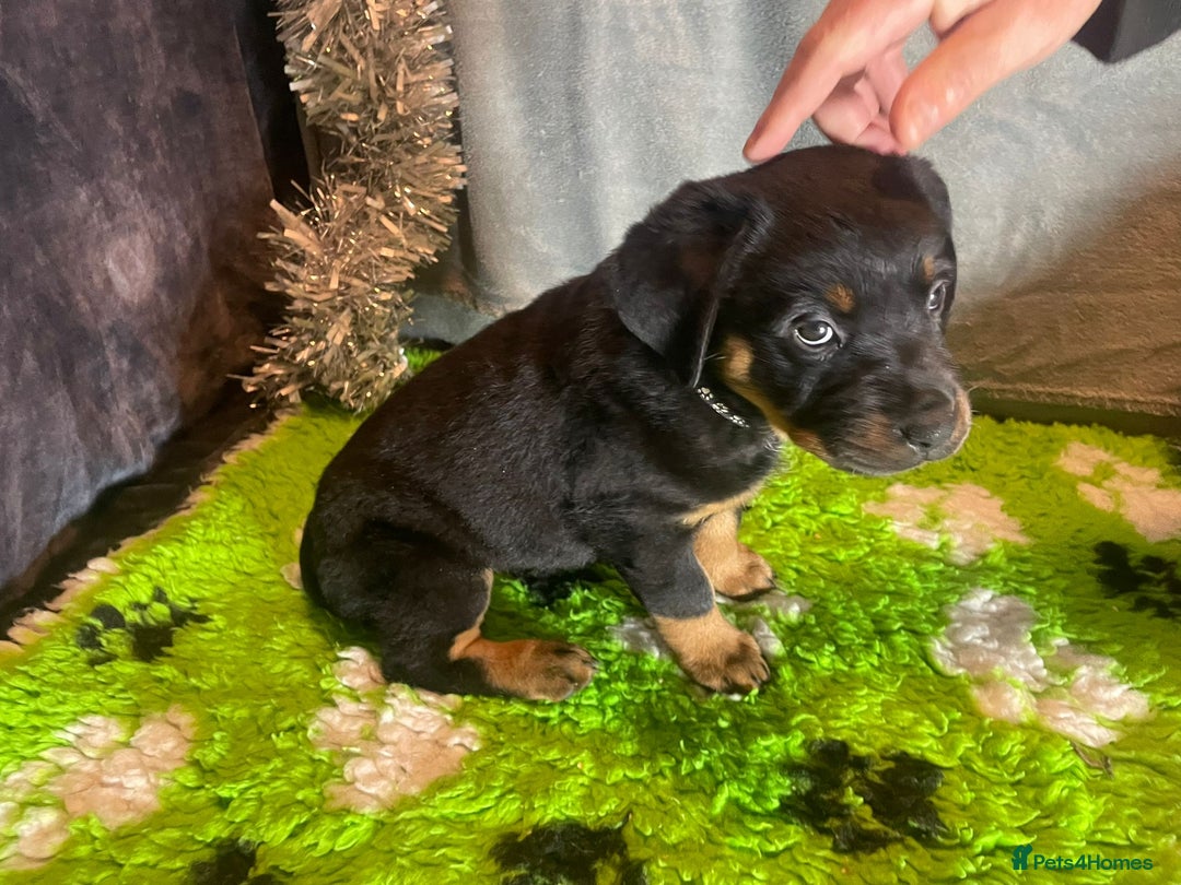 Rottweiler dogs for sale: Rottweiler Puppies  - Advert 13