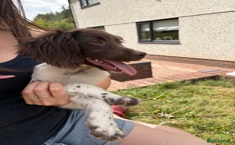 English Springer Spaniel dogs in Llangollen - Advert 1