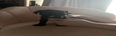 Mixed Breed Puppy 4