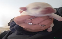 French Bulldog dogs for sale: Female White french bulldog - Image 9