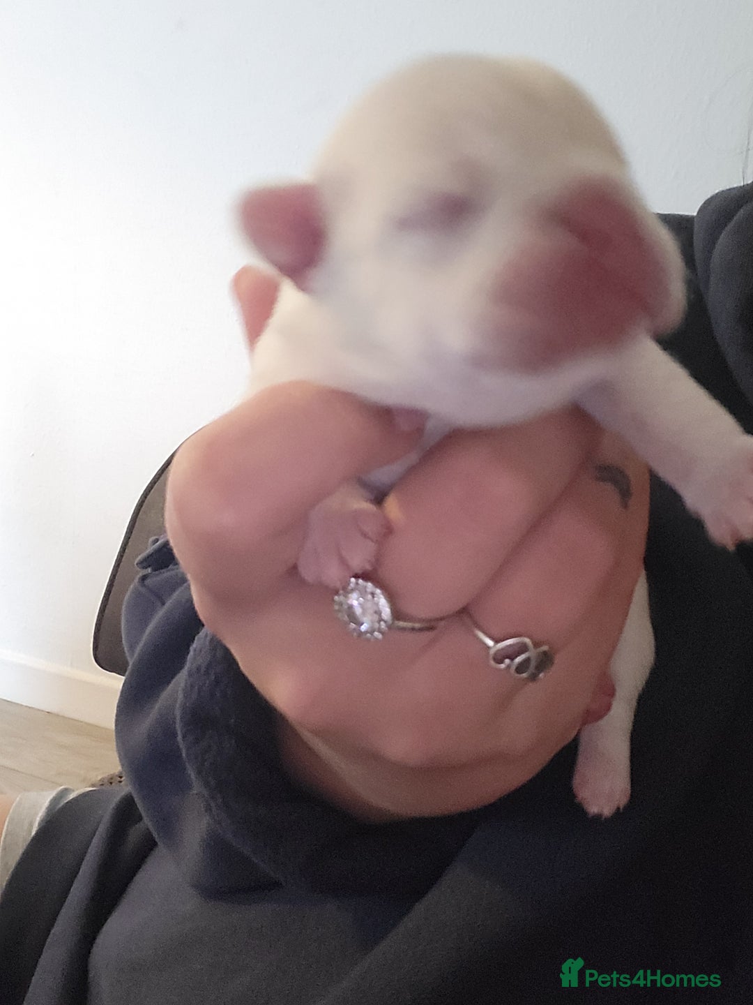 French Bulldog dogs for sale: Female White french bulldog - Image 9