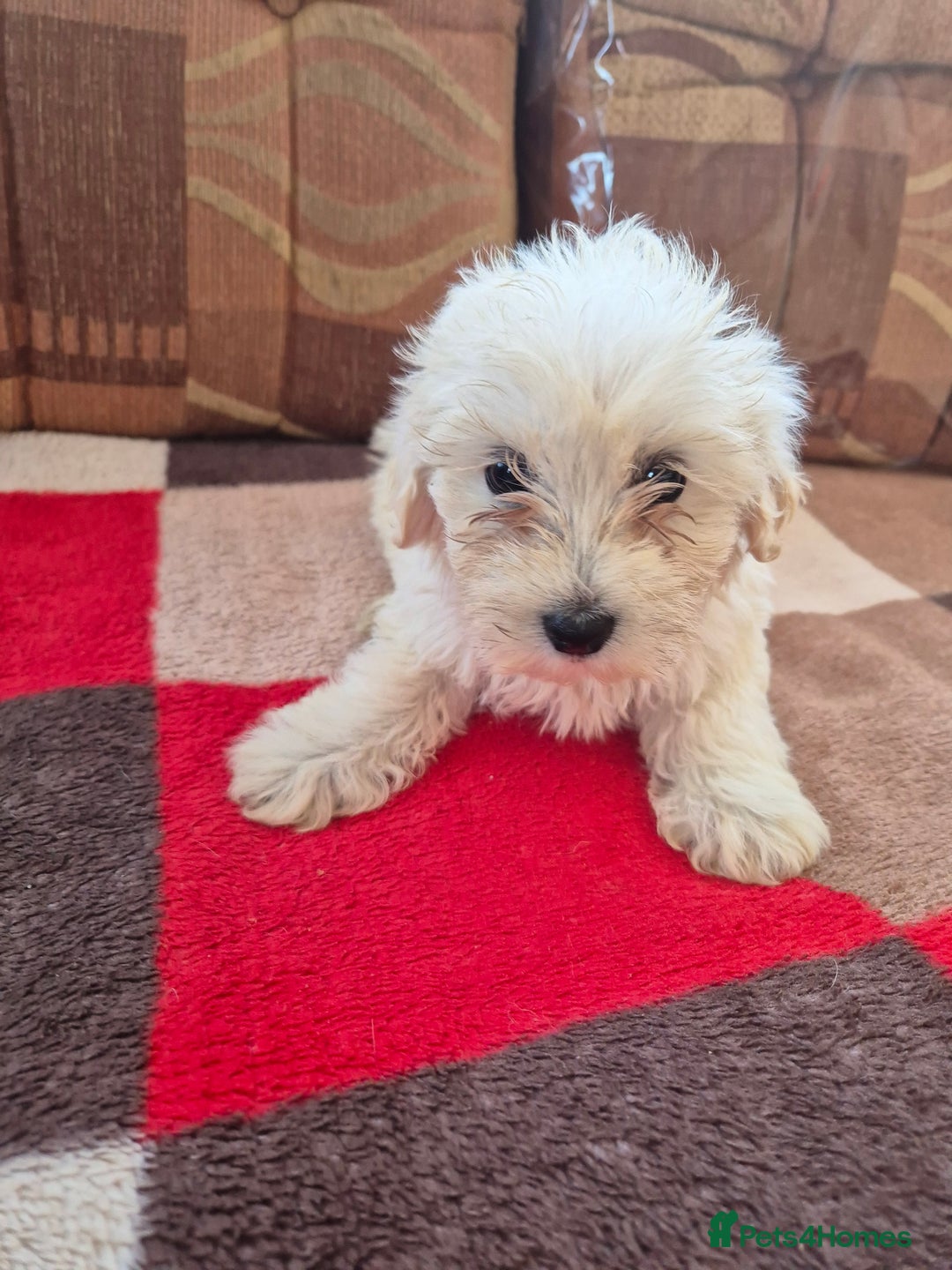 Jackapoo dogs for sale: jackapoo puppies - Image 6