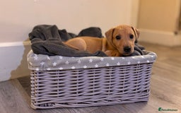 Mixed Breed dogs for sale: Lurcher Puppies  - Image 6