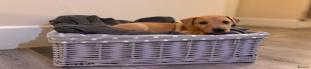 Mixed Breed Puppy 2