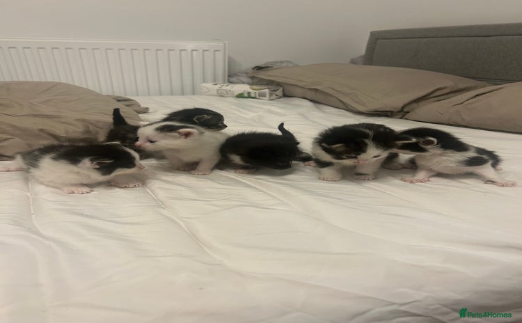 Mixed Breed cats - Advert 7