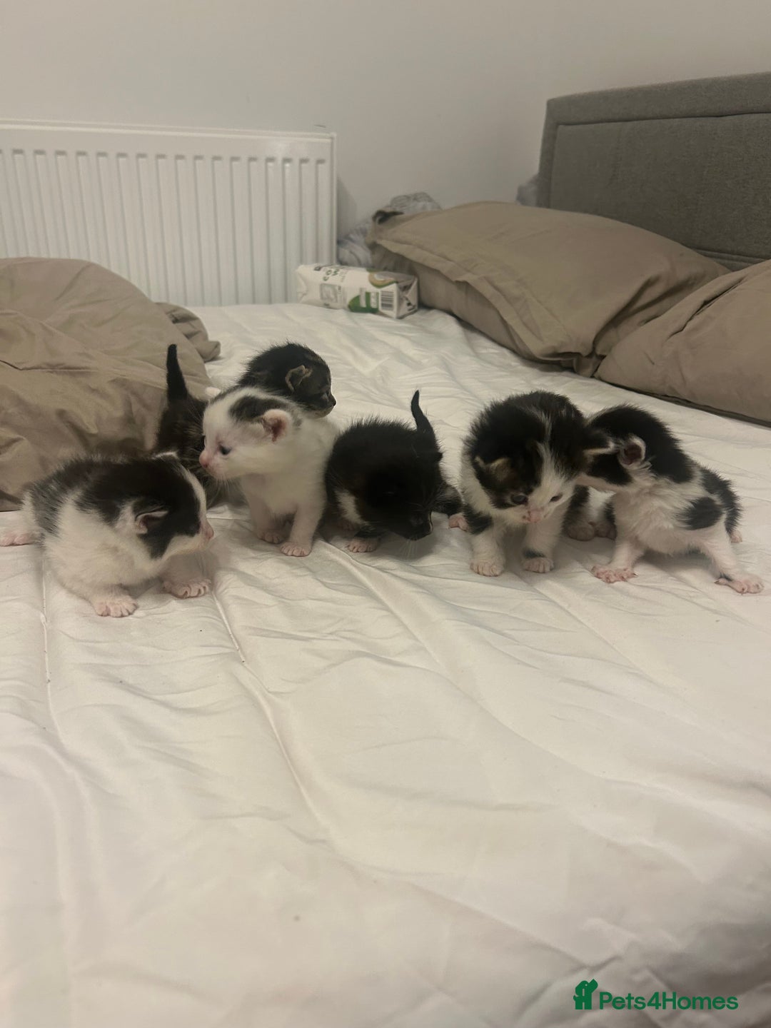 Mixed Breed cats for sale: Beautiful fluffy kittens - Image 1