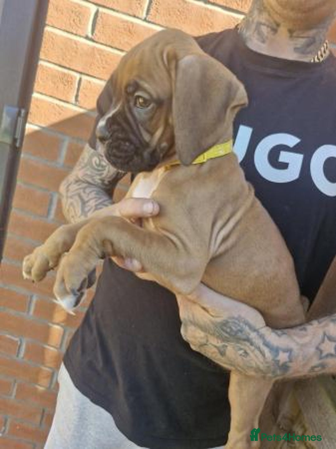 Boxer dogs for sale: Adorable Boxer Puppies Available  - Image 6