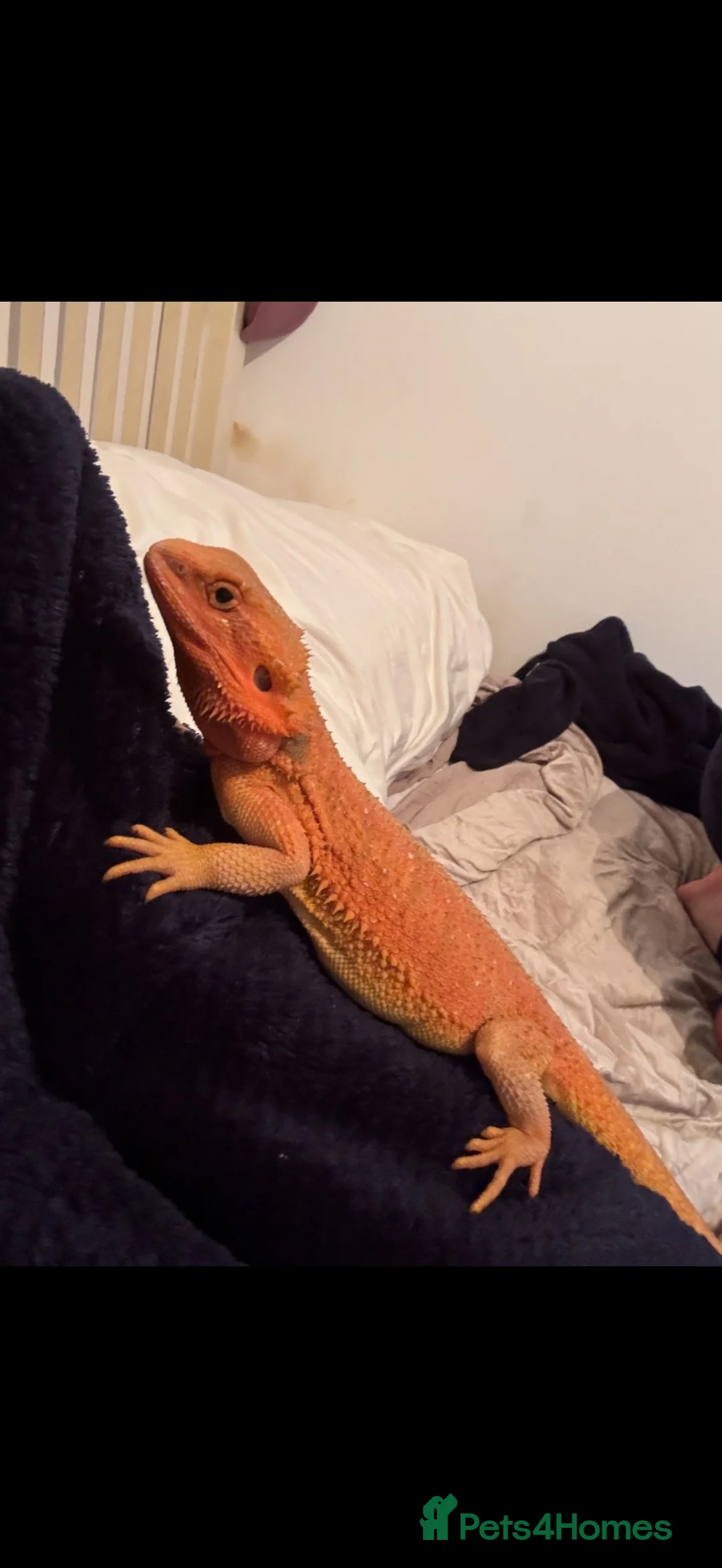 Bearded Dragon reptiles for sale: Female beardie  - Advert 2