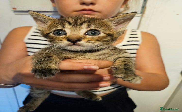 British Shorthair cats - Advert 1