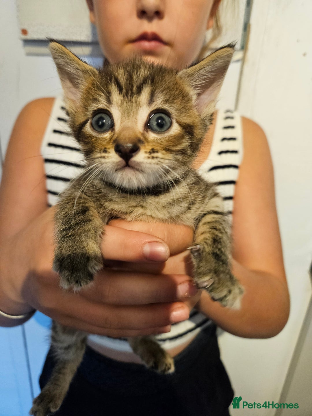 British Shorthair cats for sale: Beautiful kittens  - Image 1