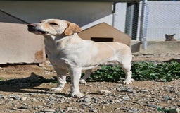 Labrador Retriever dogs for adoption: STORM !  - Image 19