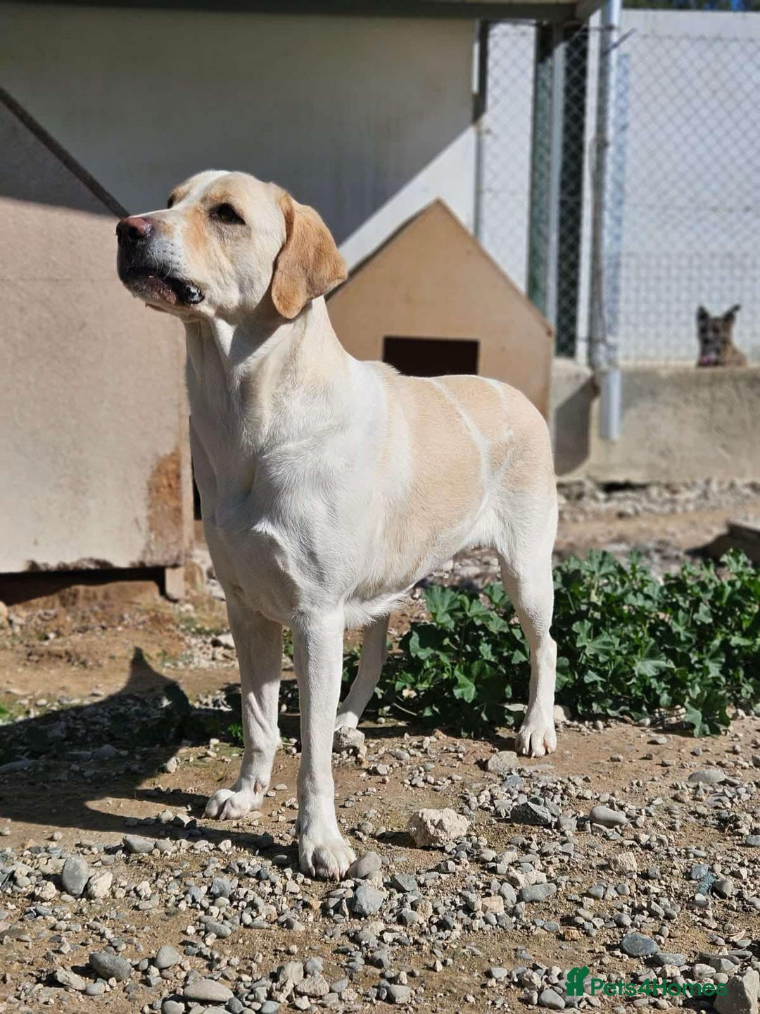 Labrador Retriever dogs for adoption: STORM !  - Image 19