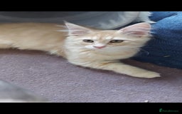Maine Coon cats for sale: Maine coon x sphynx kittens - Image 19