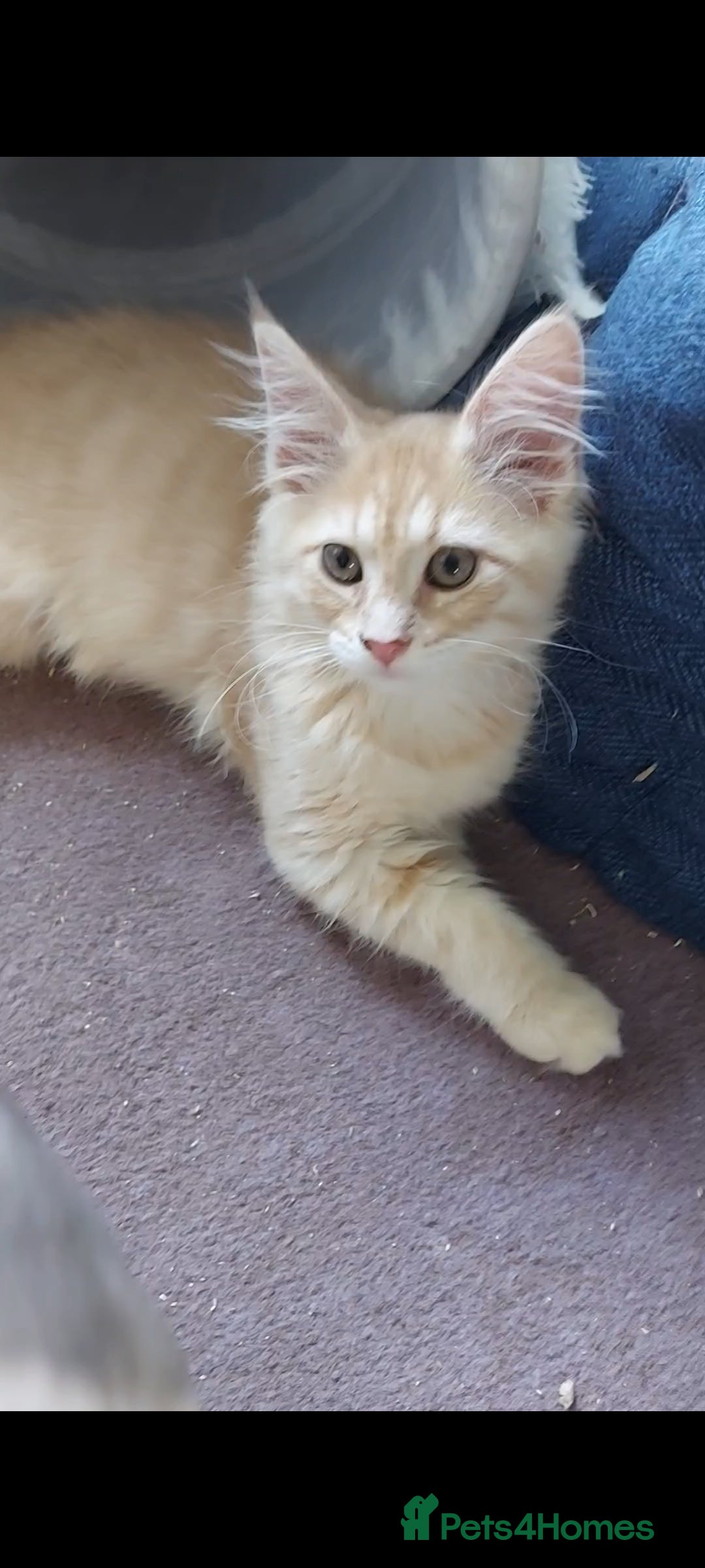 Maine Coon cats for sale: Maine coon x sphynx kittens - Image 19