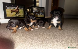 Mixed Breed dogs for sale: Beautiful Jack X Chihuha litter  - Image 3