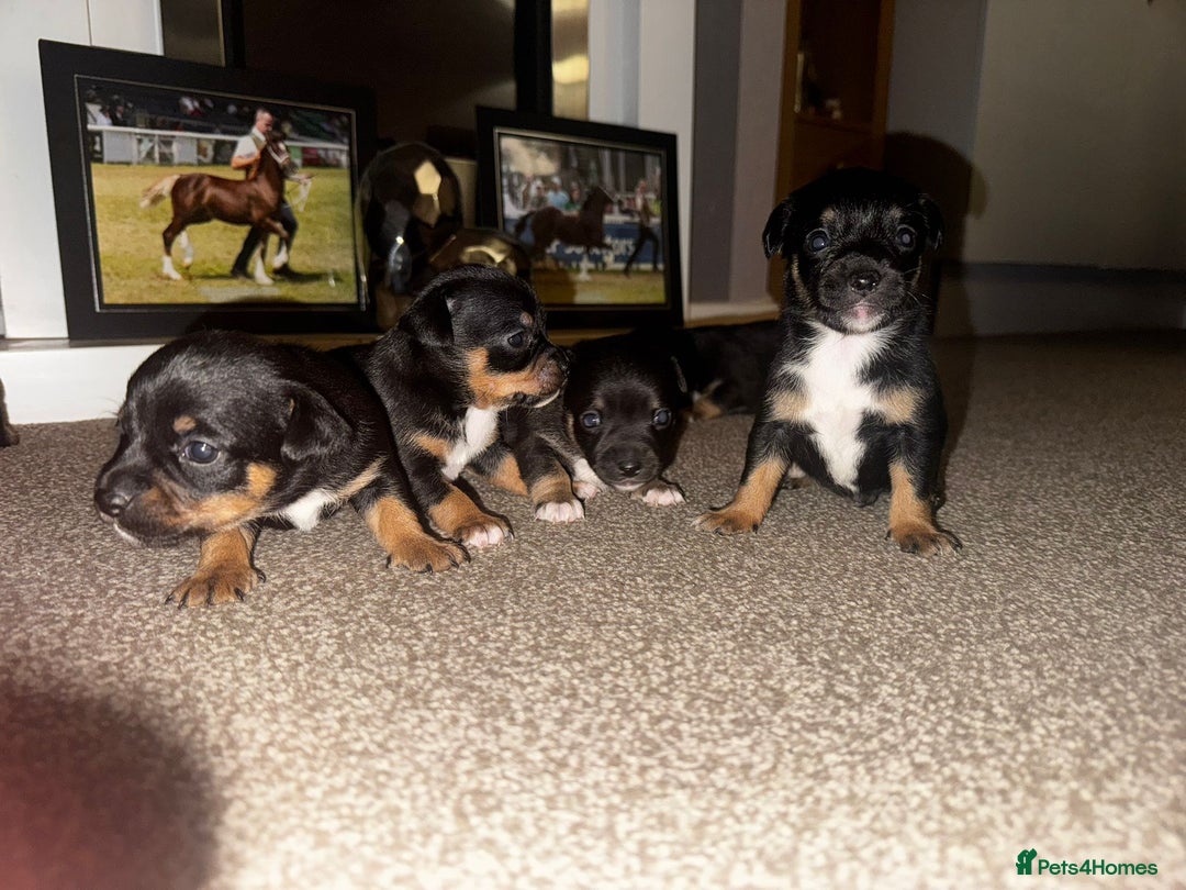 Mixed Breed dogs for sale: Beautiful Jack X Chihuha litter  - Image 3