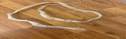 Corn Snake reptiles for sale: Corn snake and full set up  in Bishop Auckland - Advert 5