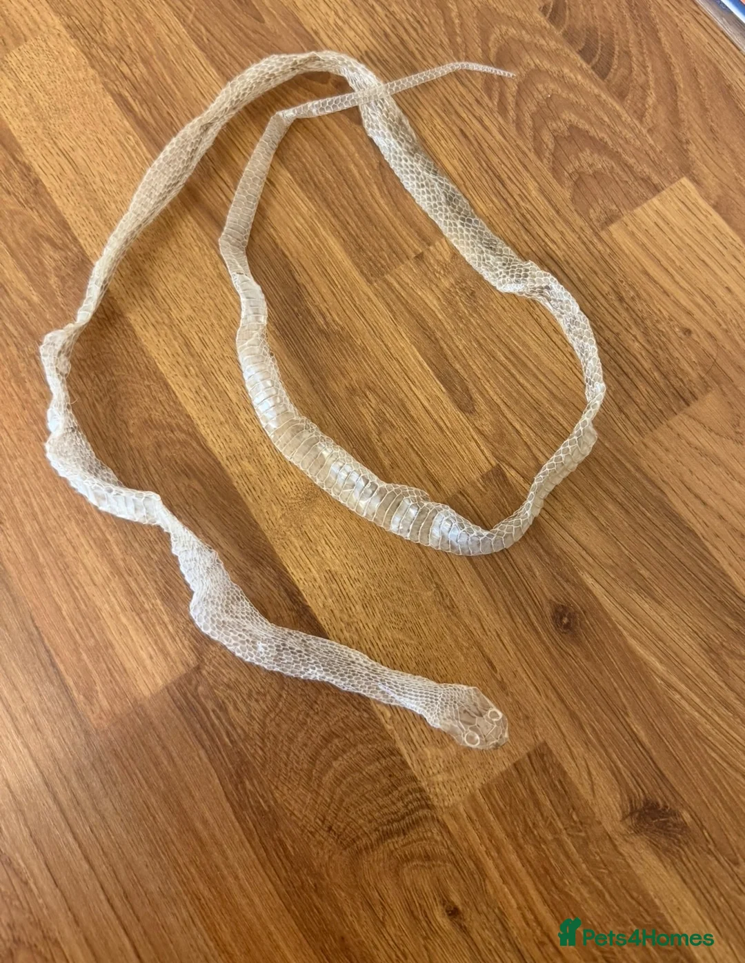 Corn Snake reptiles for sale: Corn snake and full set up  in Bishop Auckland - Advert 5
