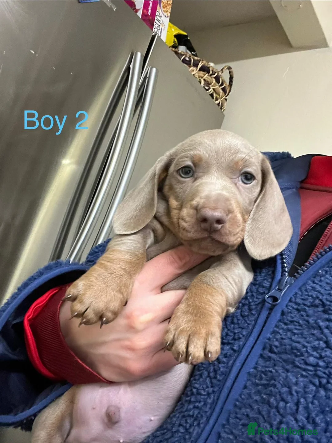 Miniature Dachshund dogs for sale: Only 2 Girls and 1 Boy Left  - Advert 12
