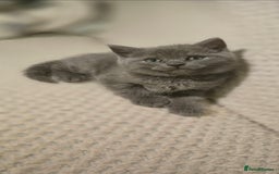 British Shorthair cats for sale: British Shorthair  kittens  - Image 8