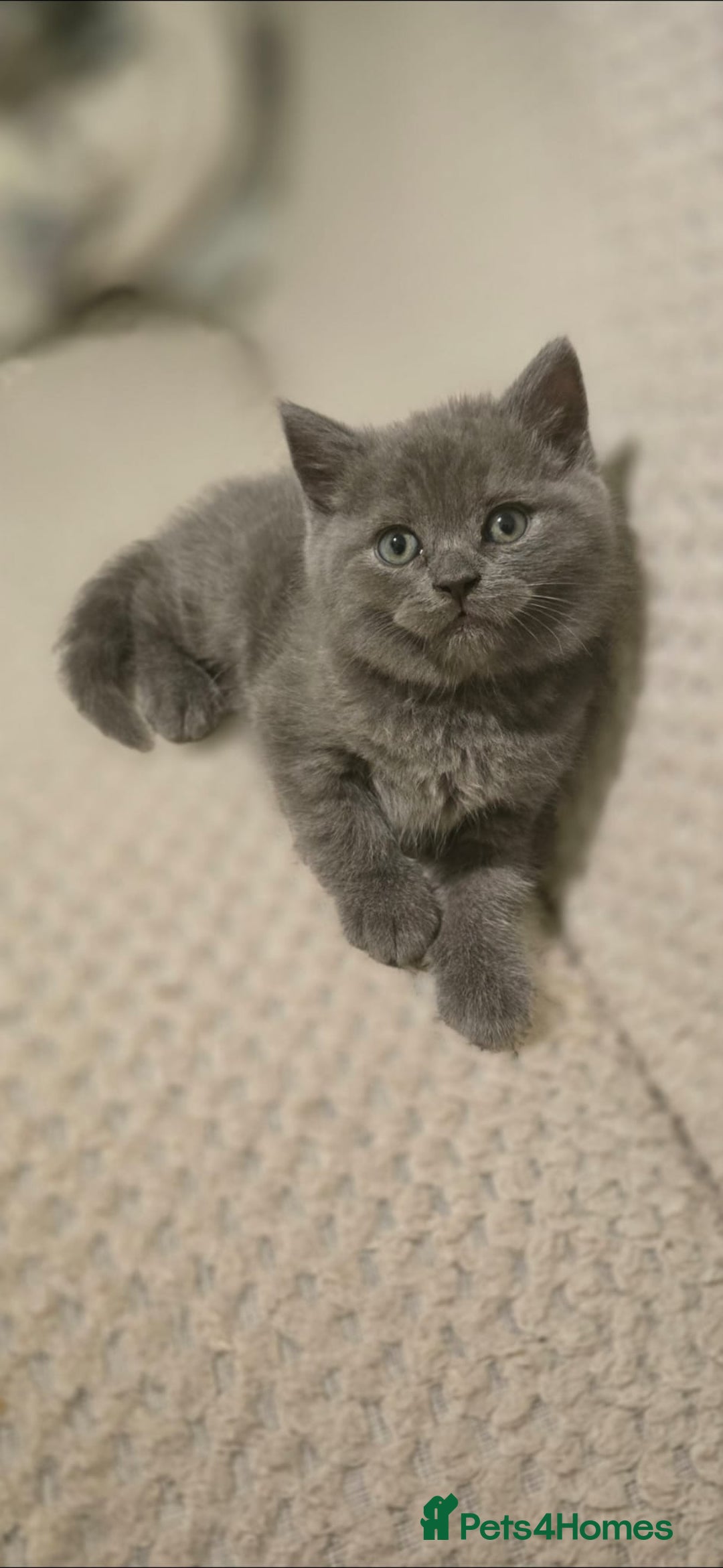 British Shorthair cats for sale: British Shorthair  kittens  - Image 8