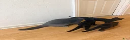 British Shorthair cats for sale: Kittens for sale - Advert 14