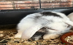 Mini Lop rabbits for sale: Mini Lop Baby Boys - Image 16