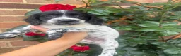 Sproodle dogs for sale: Sproodle puppies for sale  - Advert 1