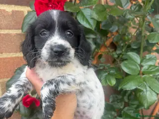 Sproodle dogs Sproodle puppies for sale - Advert 9