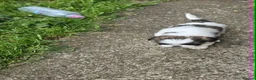 Shih Tzu dogs for sale: LOVELY  SHIH TZU PUPPIES - Advert 8
