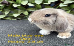 Mini Lop rabbits for sale: Beautiful baby mini lop rabbits - Image 3