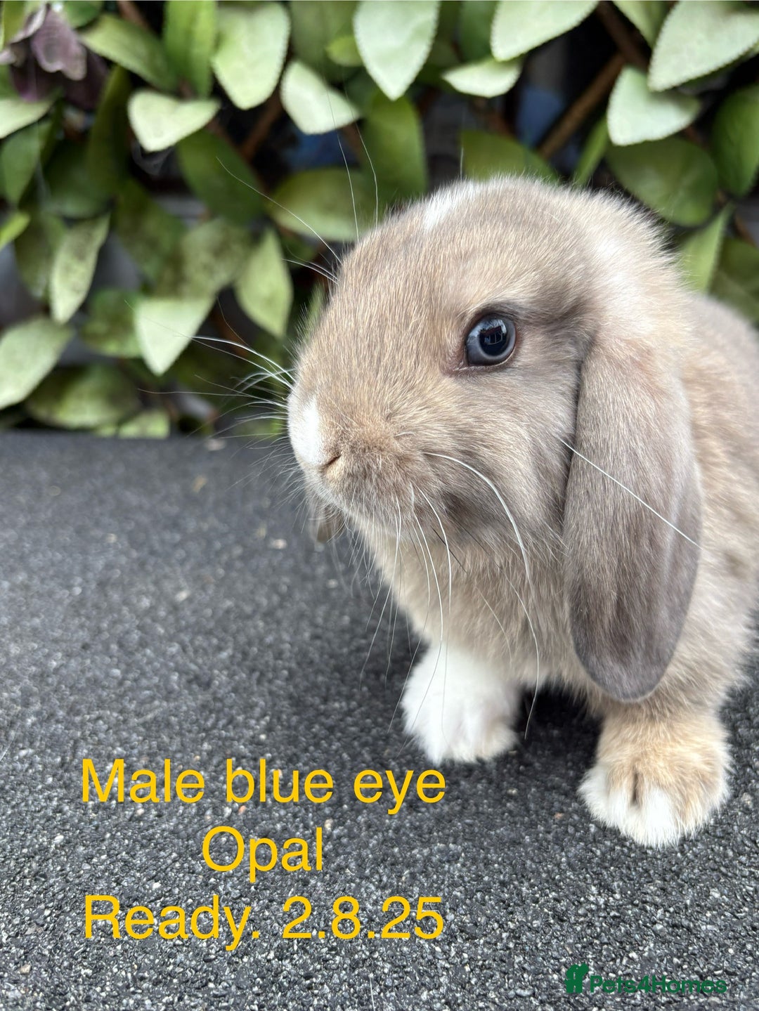 Mini Lop rabbits for sale: Beautiful baby mini lop rabbits - Image 3