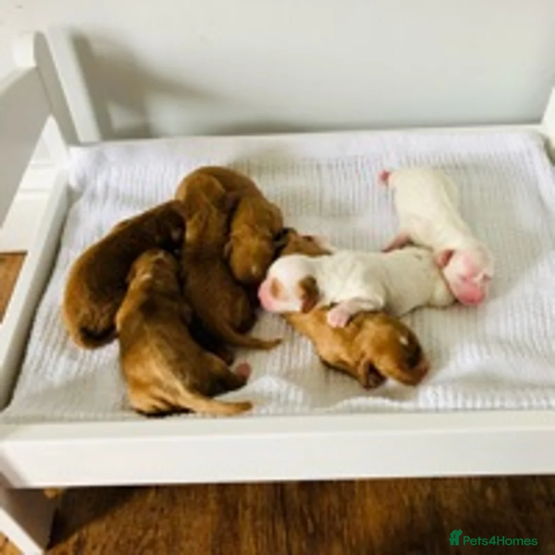 Cavapoo dogs for stud: F1 PROVEN Toy Cavapoo DNA Clear stud in Stafford - Advert 13