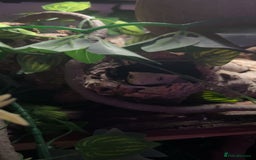 Gecko reptiles for sale: Harlequin Tricolour Crested Gecko + Large Tank - Advert 30