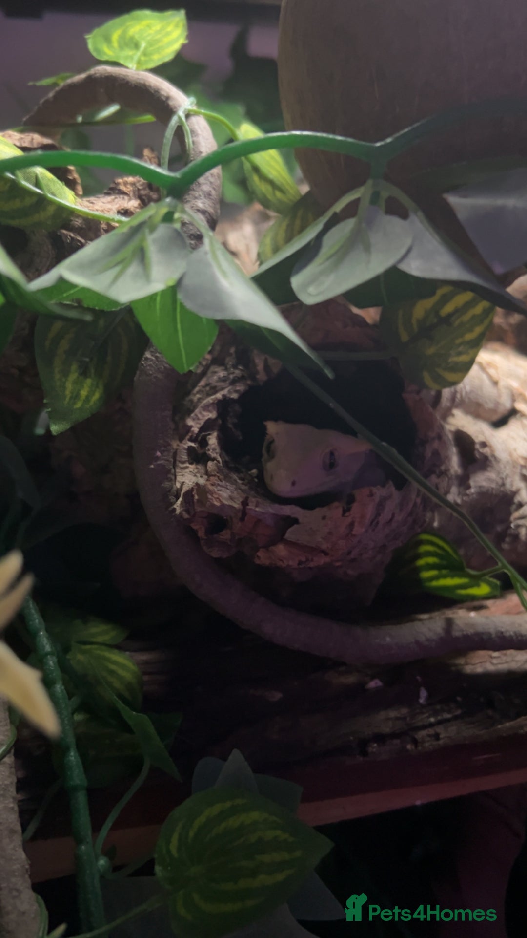 Gecko reptiles for sale: Harlequin Tricolour Crested Gecko + Large Tank - Advert 30