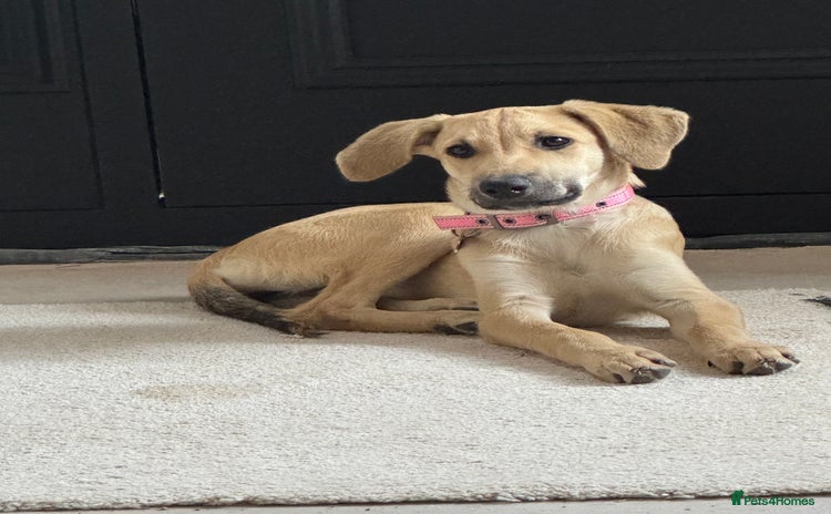 Mixed Breed dogs - Advert 1