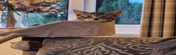 Mixed Breed cats for sale: Beautiful Female Kitten in Ledbury - Advert 4