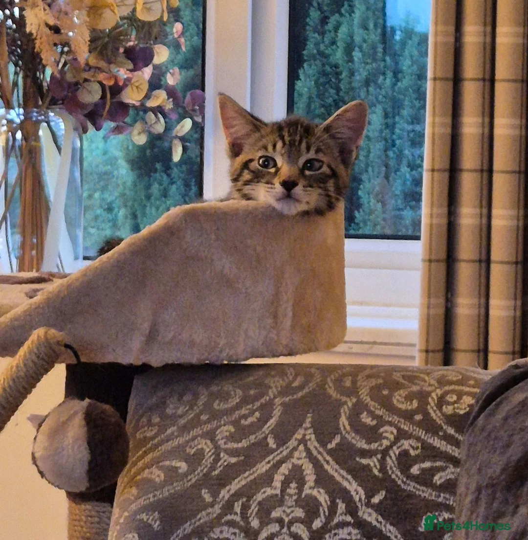 Mixed Breed cats for sale: Beautiful Female Kitten in Ledbury - Advert 4