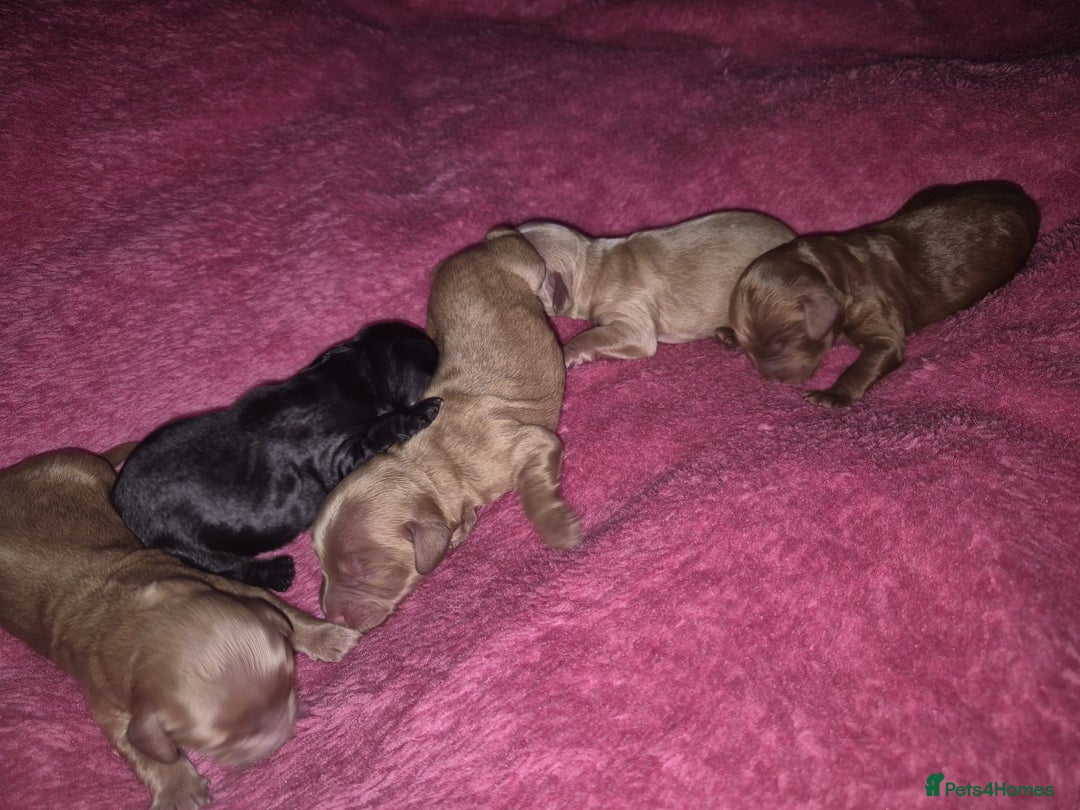 Cockapoo dogs for sale: F1 Cockapoo - Image 4