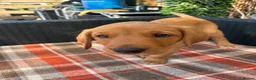 Labrador Retriever dogs for sale: Fox red Labrador  - Advert 4