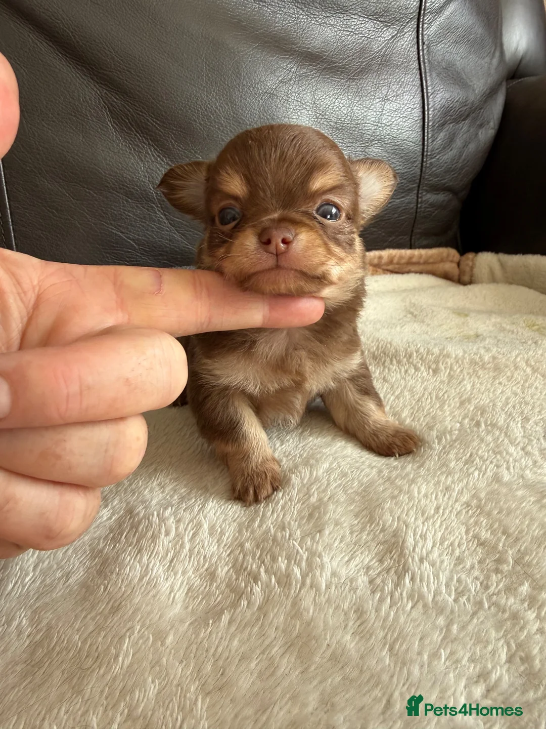 Chihuahua dogs for sale: Two kc reg long coat chihuahua boys available  in Northwich - Advert 1