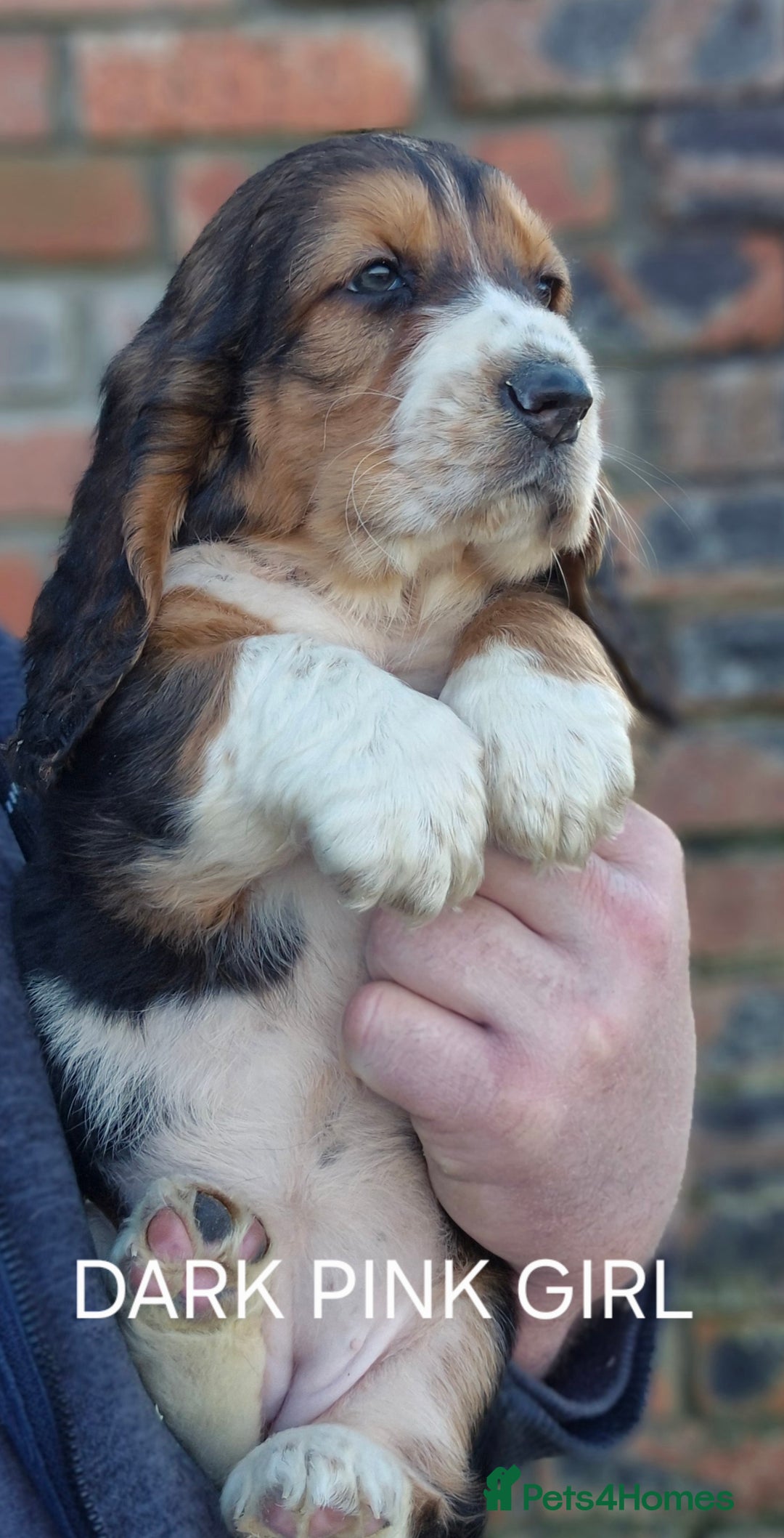 Mixed Breed dogs for sale: Retriever x Basset Hound hybrid Puppies Puppies  - Advert 3